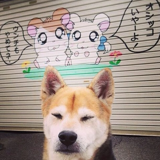 CBA主场改革效果显著 球迷参与感增强,cba主场怎么安排的