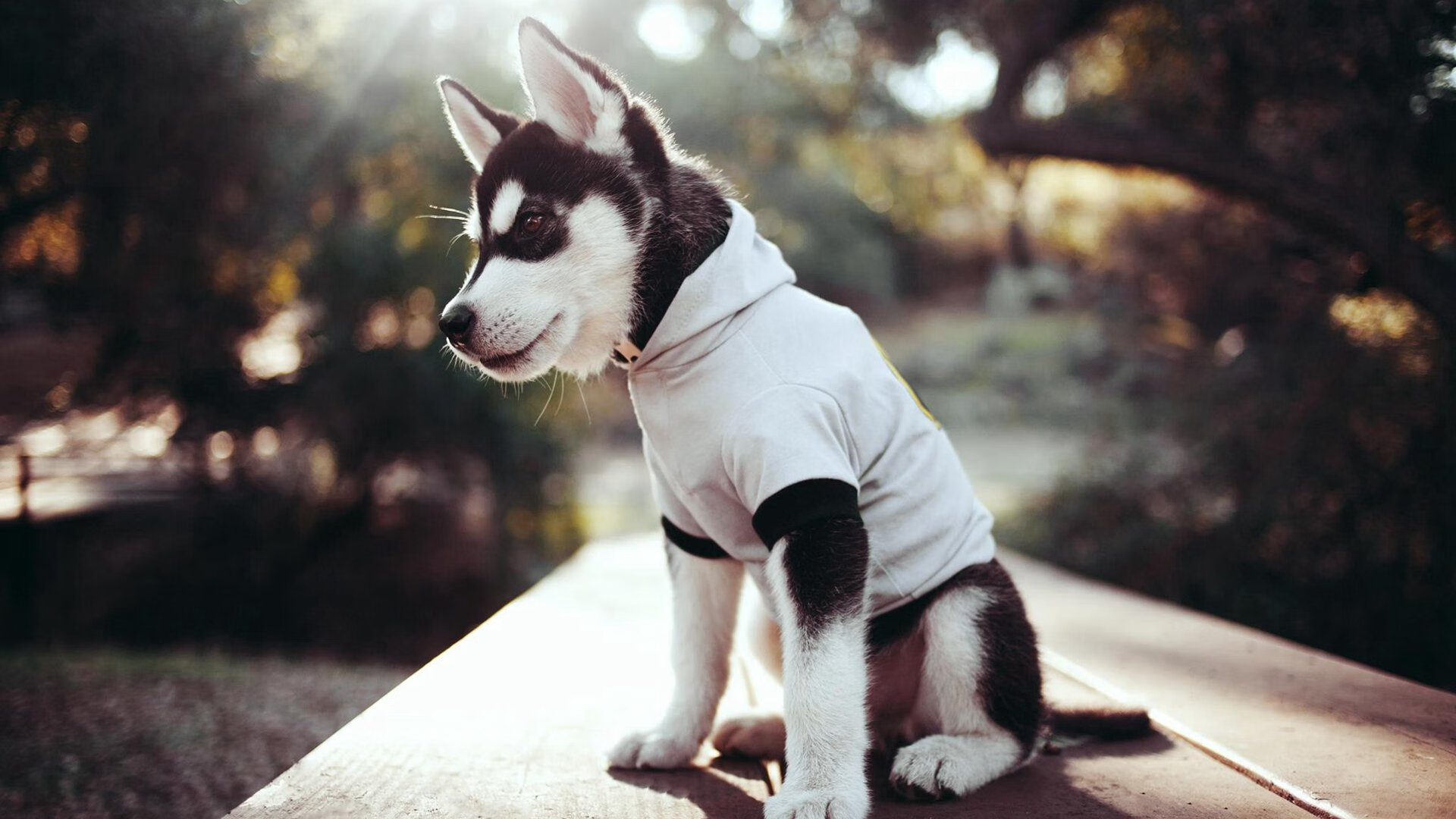 中国三人女篮主打快速传导 掌控比赛节奏，中国三人篮球女篮队员