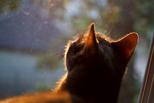 中国男篮调整阵容适应比赛节奏,中国男篮蓝队