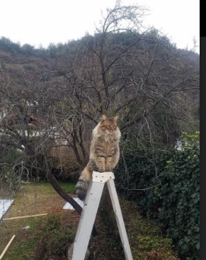 分段数据揭示澳女队战术层次，澳中部女联篮球